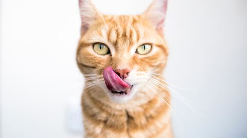 Gato pelirrojo mirando a la cámara y lamiéndose la boca con una larga lengua rosada.
