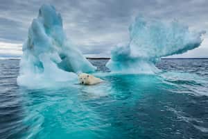 Canadá, Territorio de Nunavut, Repulse Bay, el oso polar (Ursus maritimus) nadando junto al derretimiento del iceberg cerca del Círculo Polar Ártico en la Bahía de Hudson