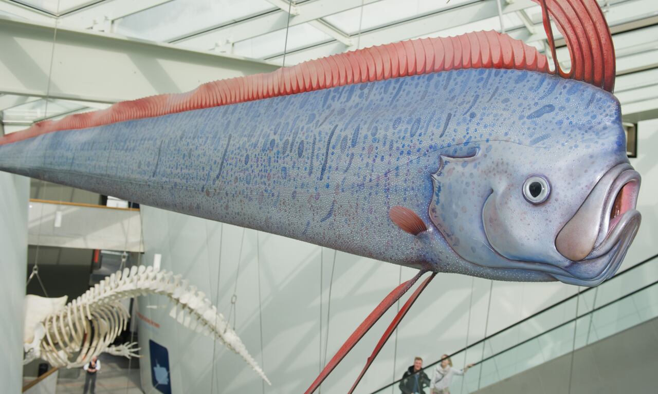 La réplica de un pez remo retratada en el museo marítimo Ozeaneum en el puerto de Stralsund, Alemania, 05 de abril de 2016