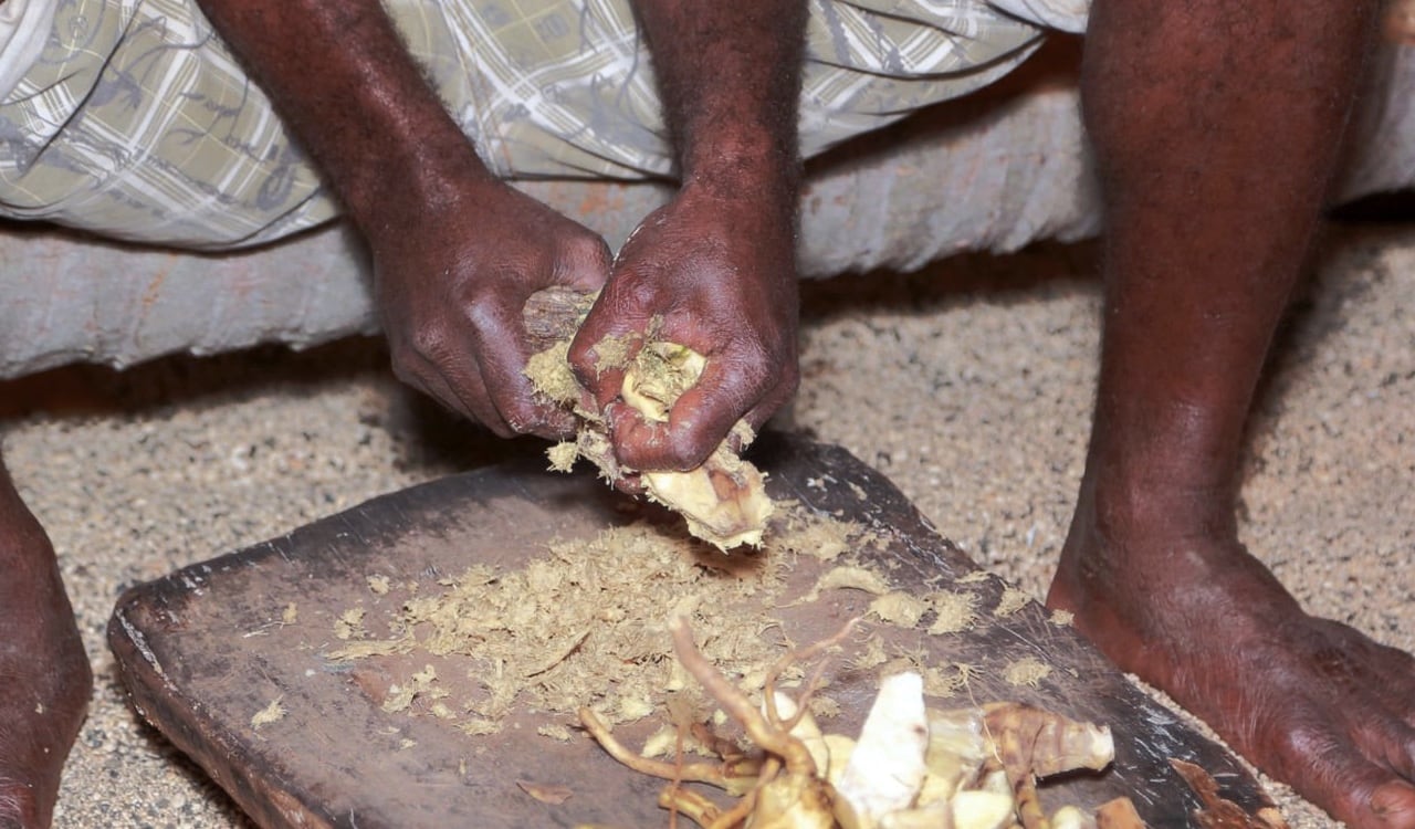 La raíz de la Kava es triturada para luego ser mezclada con agua o leche de coco