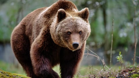 La pareja estaba a un día de abandonar el parque natural cuando un oso la atacó (imagen de referencia).