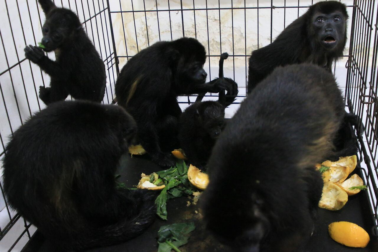 Monos aulladores sentados en una jaula en una clínica veterinaria después de ser rescatados en medio de temperaturas extremadamente altas en Tecolutilla, estado de Tabasco, México, el martes 21 de mayo de 2024. (AP Foto/Luis Sánchez)