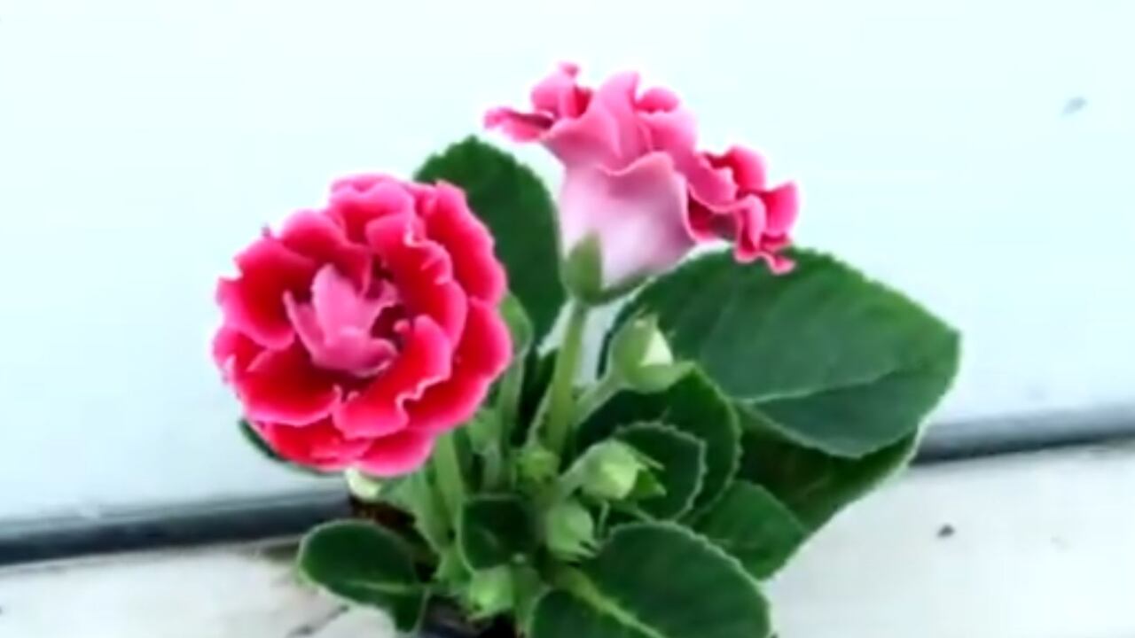 Gloxinia, la flor para el amor a primera vista