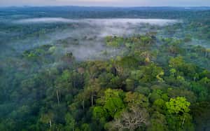 Panorámica de la selva del Amazonas, en Colombia