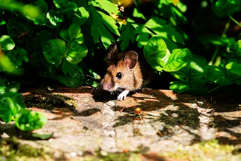 Ratones en el jardín