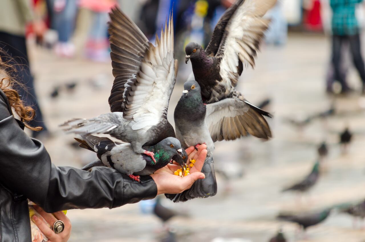 Otra de las razones por la que las plazas son los lugares de mayor concentración de palomas es la comida. Aunque el Distrito prohibió hace unos años la venta de maíz en sus alrededores, la gente las sigue atrayendo con alimentos.
