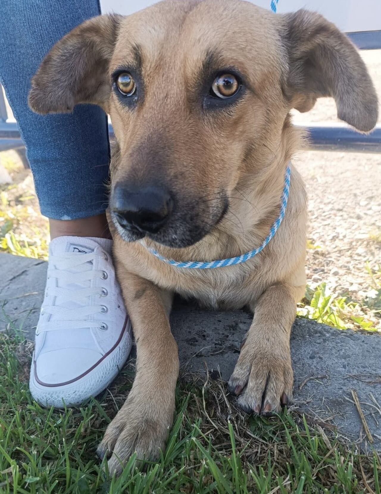 El perro se encuentra bien de salud y ahora está buscando un hogar permanente.