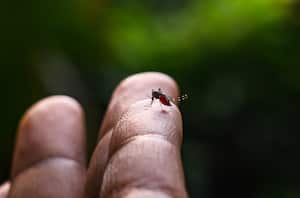 El Aedes albopictus es un vector epidemiológicamente importante para la transmisión de muchos patógenos virales, incluidos el virus de la fiebre amarilla, el dengue y la fiebre chikungunya, así como varios nematodos filariales como Dirofilaria immitis.