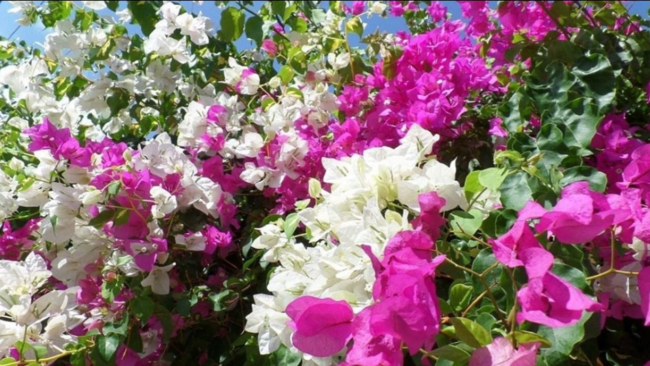 La  flor de Santa Rita es considerada como una de las más bellas del mundo