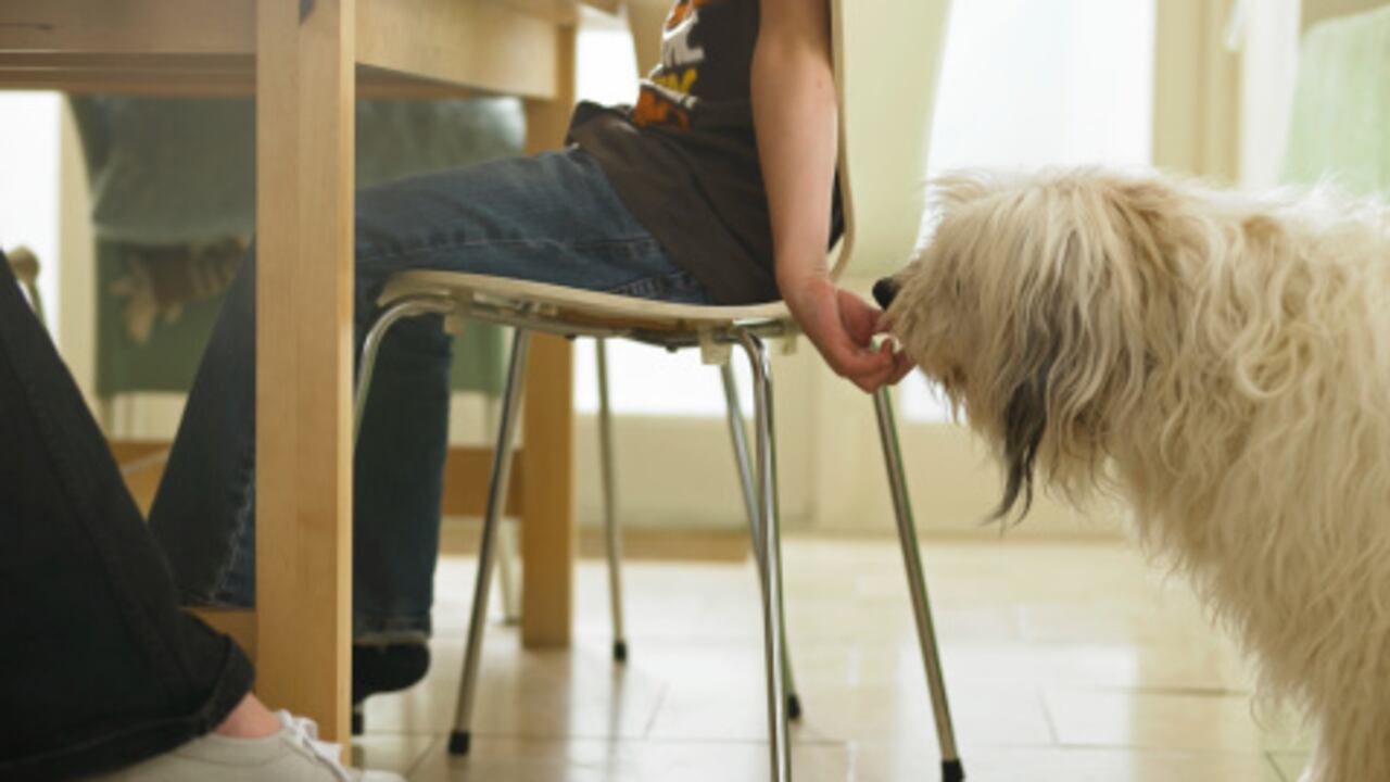 La salud de nuestras mascotas es un aspecto cada vez más importante y la alimentación es uno de los principales pilares para lograrlo.