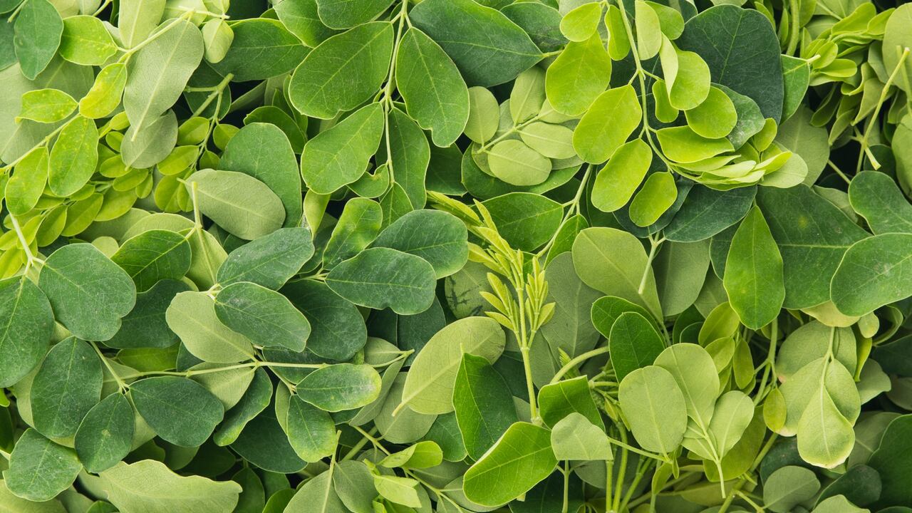 La moringa es una planta llamada a menudo el árbol milagroso, el árbol de la vida, el árbol del aceite de ben o el árbol del rábano picante.