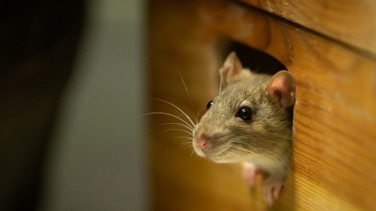 One cute rat looking out of a wooden box
