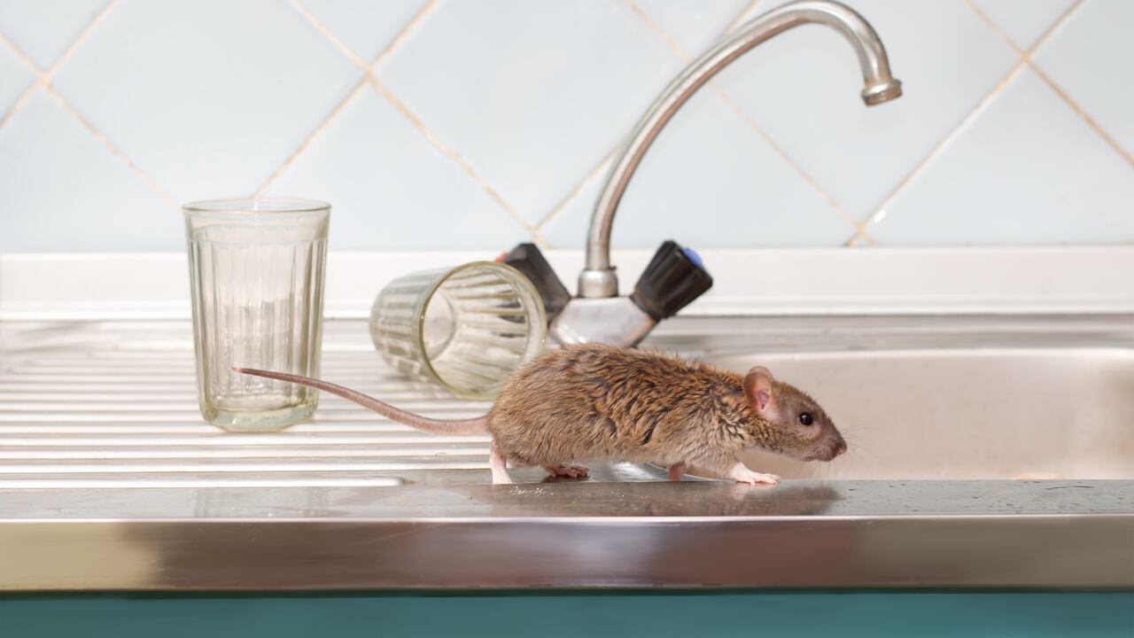 ¿Quiere mantener a los roedores alejados sin sacrificar la estética de su hogar? Esta planta lo hace posible.