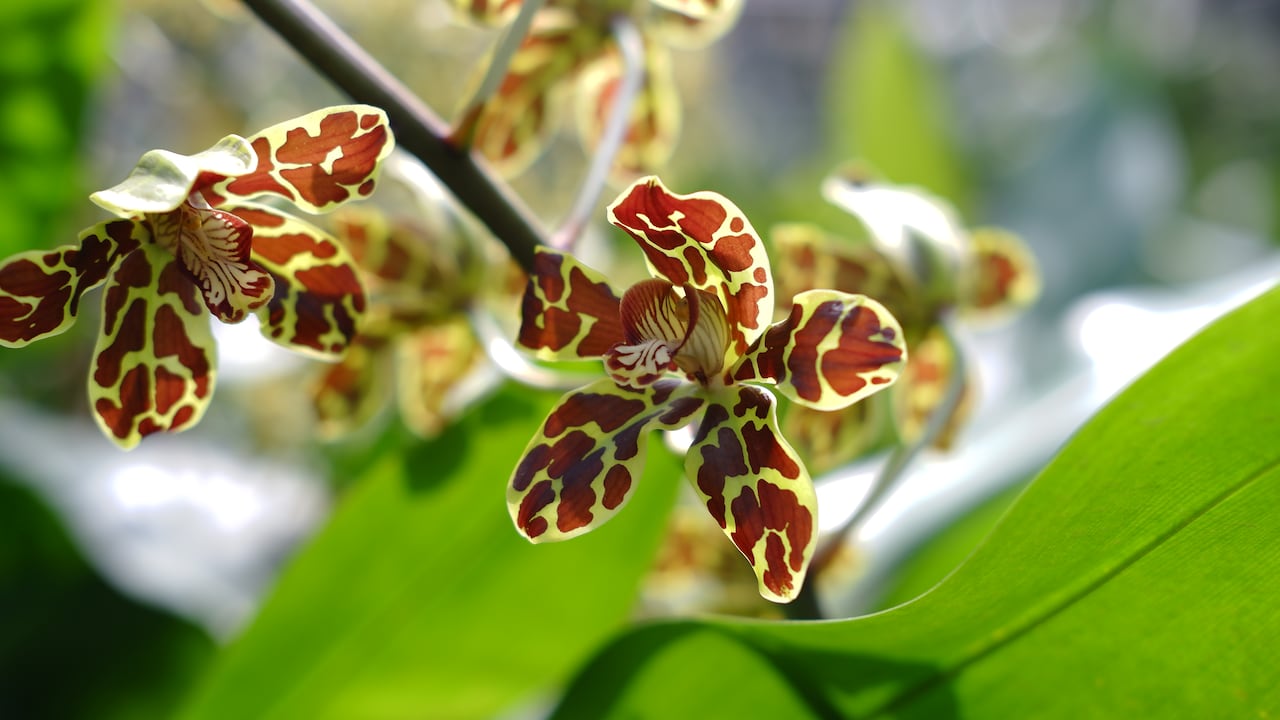 Orquídea Grammatophyllum speciosum.