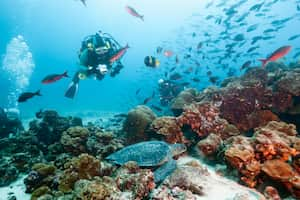 Diver viewing endangered green sea turtle (Chelonia mydas agassisi), resting in reef, Galapagos Islands, Ecuador.