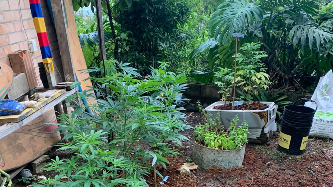 Marihuana encontrada en una casa de Sabaneta