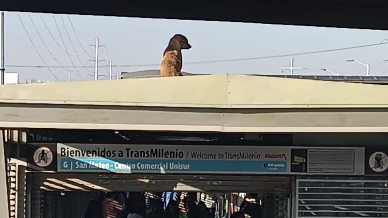 Perro en techo de estación de Transmilenio, San Mateo.