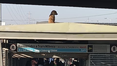 Perro en techo de estación de Transmilenio, San Mateo.