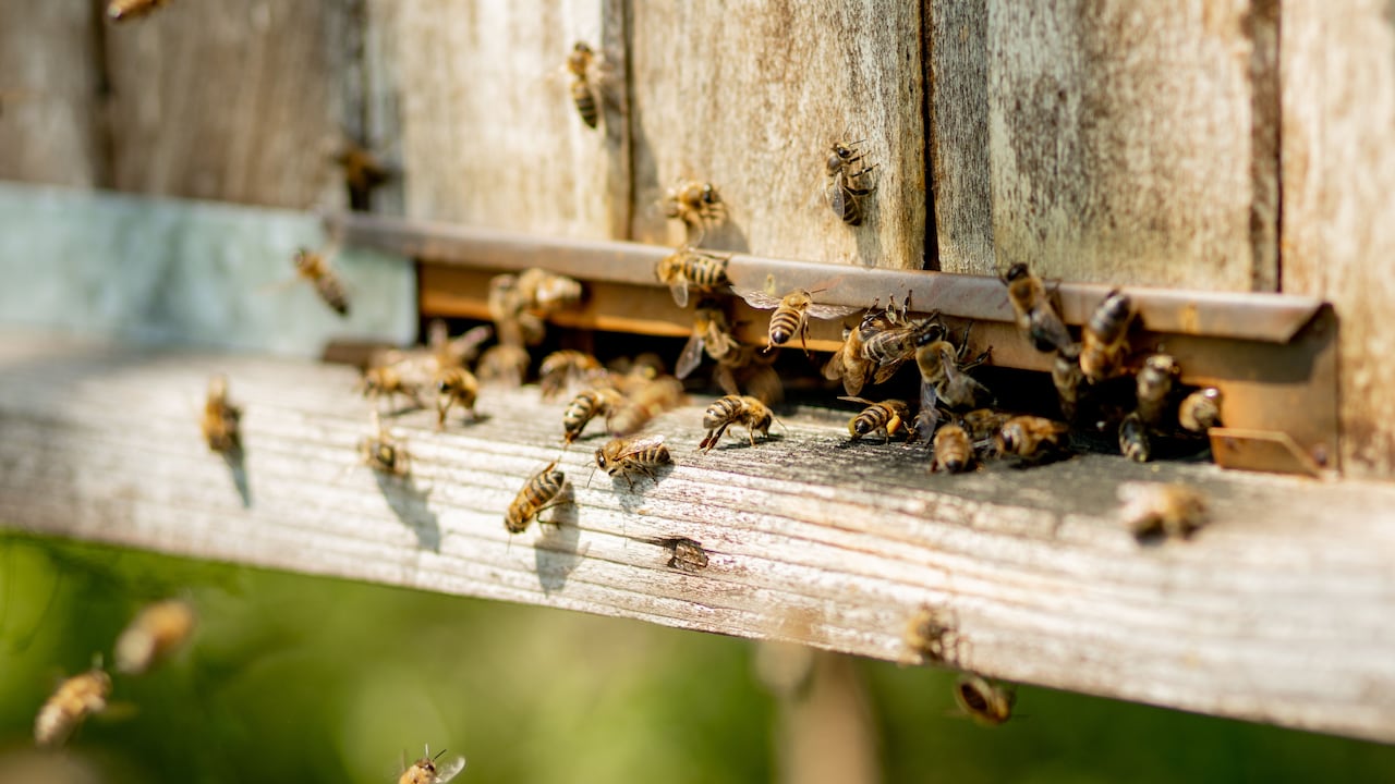 La presencia de un enjambre de abejas dentro de la casa puede ser muy molesta.