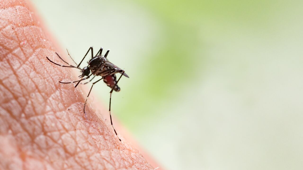 Según el Ministerio de Salud, el dengue  es una amenaza.