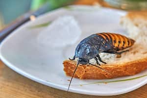 cockroach on a slice of bread