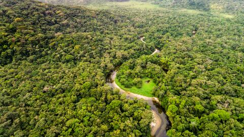 En los últimos años, casi 3 millones de hectáreas de la Amazonía han sido destruidas.