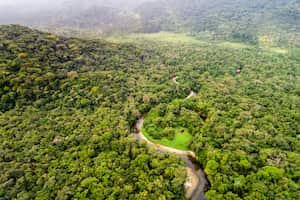En los últimos años, casi 3 millones de hectáreas de la Amazonía han sido destruidas.