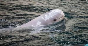 En Video La Tierna Beluga Bebe Del Acuario De Georgia