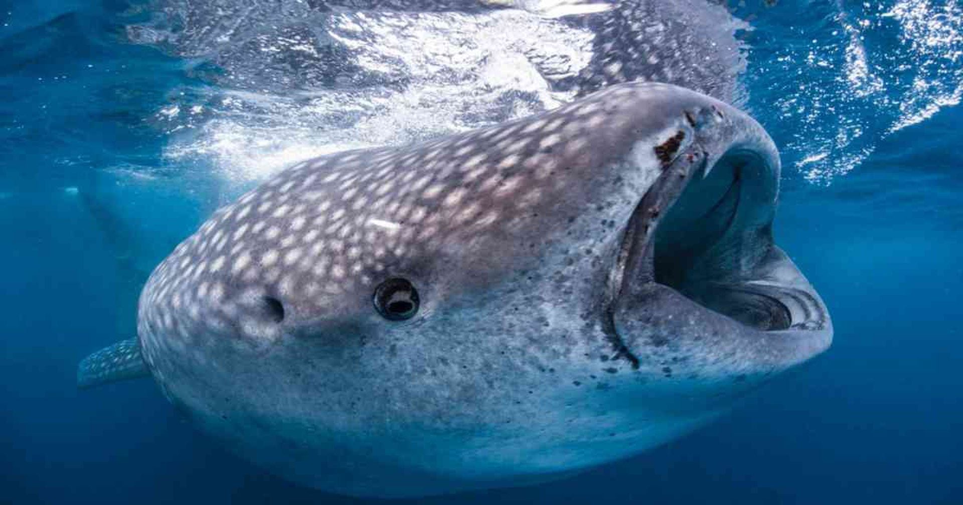 Tiburón ballena sin dientes ojos